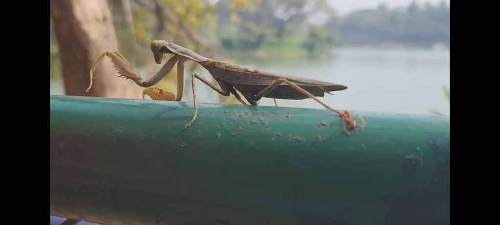 Praying mantis and the weaver ant – screen grab from Harish’s video